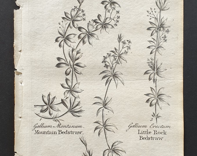 Mountain, Marsh and Little Rock Bedstraw - Original 1802 Culpeper engraving (15)