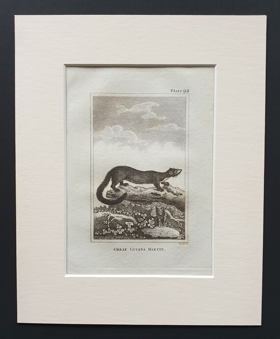 Great Guiana Martin - Original 1812 Buffon print in mount