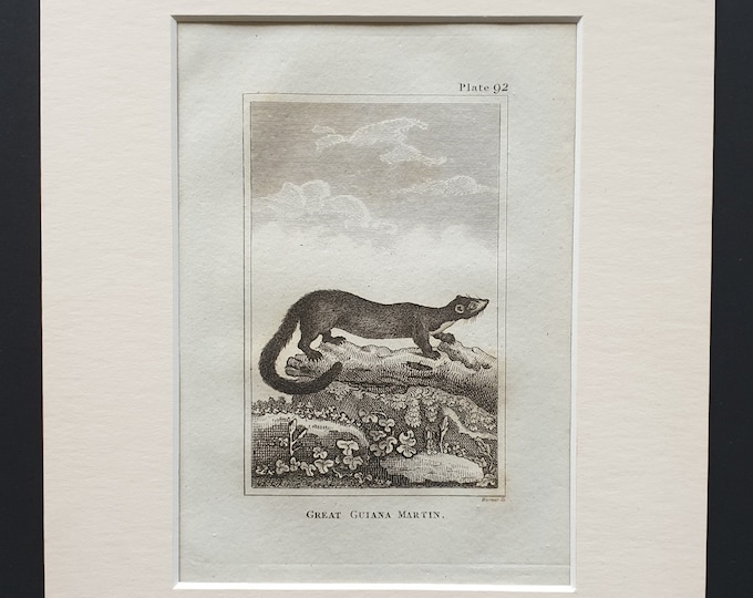 Great Guiana Martin - Original 1812 Buffon print in mount