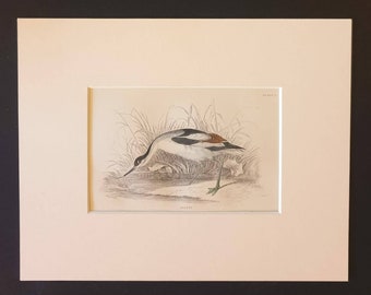 Avocet - Original c1840 hand coloured bird print in mount
