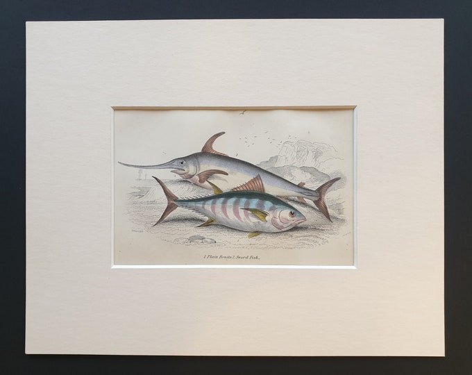 Plain Bonito, Sword Fish - Original c1860 hand coloured fish print in mount