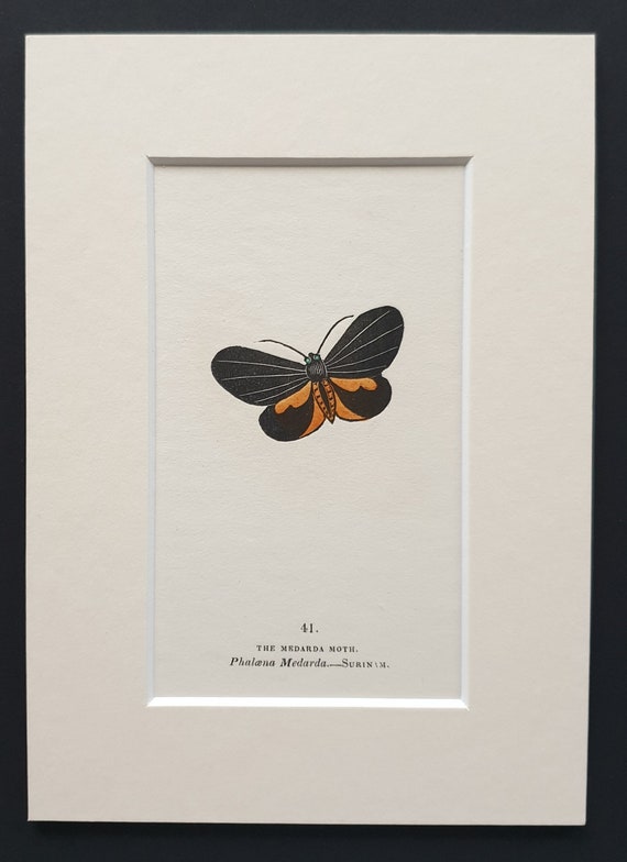 The Medarda Moth - Original 1834 hand coloured print in mount (41)