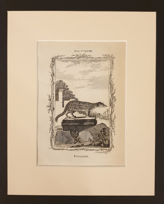 Fossane - Original 1791 Buffon print in mount