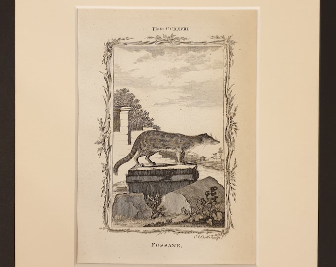 Fossane - Original 1791 Buffon print in mount