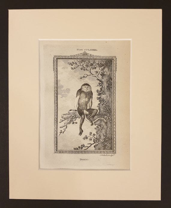 Douc - Original 1791 Buffon print in mount