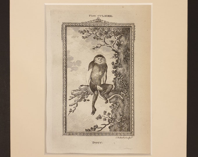 Douc - Original 1791 Buffon print in mount
