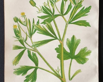 Celery Leaved Crowfoot - Original 1857 poisonous plant print