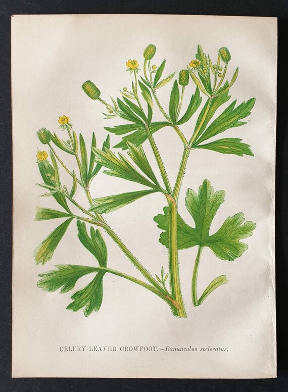 Original 1857 poisonous plant print - Celery Leaved Crowfoot