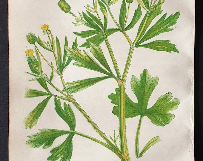 Original 1857 poisonous plant print - Celery Leaved Crowfoot