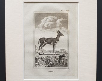 Bosbok - Original 1812 Buffon print in mount