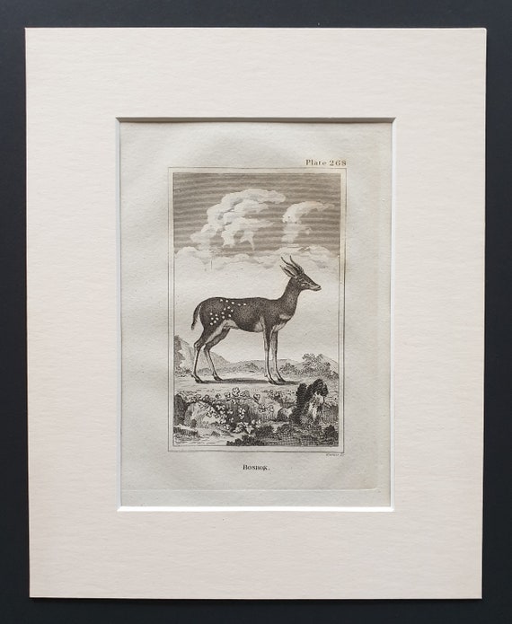 Bosbok - Original 1812 Buffon print in mount