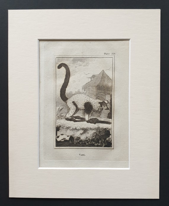 Vari - Original 1812 Buffon print in mount