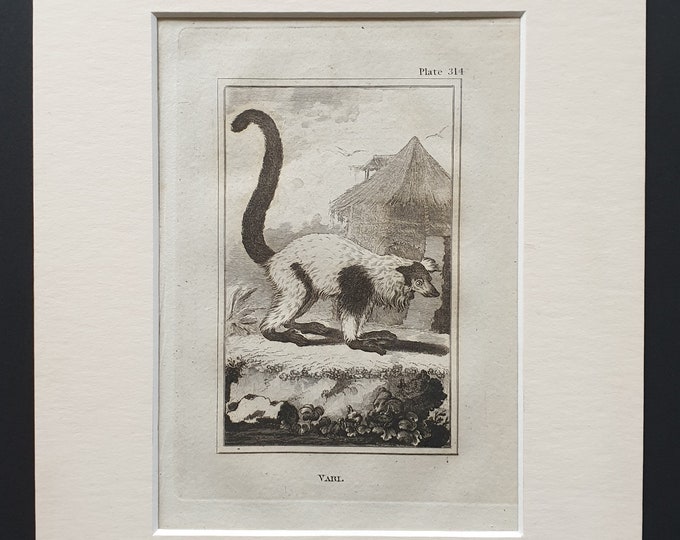 Vari - Original 1812 Buffon print in mount