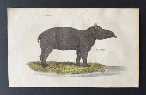 Original 1821 hand coloured animal print - Tapir
