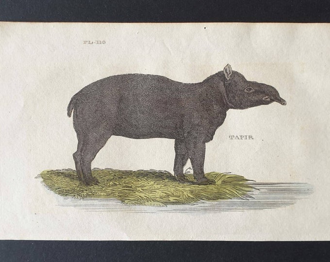 Original 1821 hand coloured animal print - Tapir