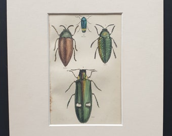 Varieties of Buprestis - Original c1860 hand coloured beetle print in mount