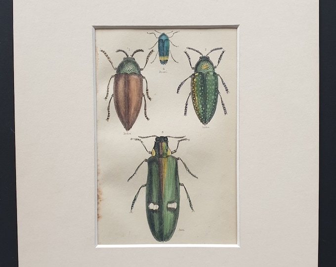 Varieties of Buprestis - Original c1860 hand coloured beetle print in mount