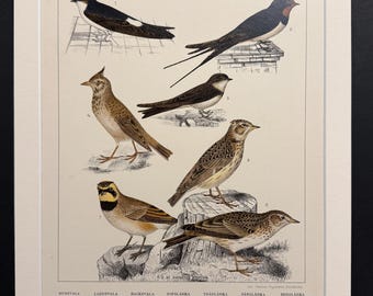 Birds - Plate 21 - Original 1898 Antique Print