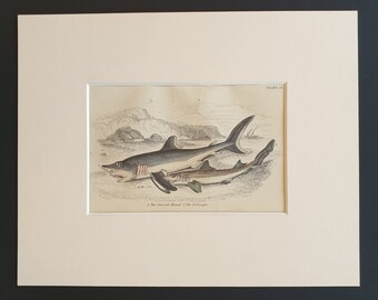 The Smooth Hound, The Porbeagle - Original c1860 hand coloured fish print in mount