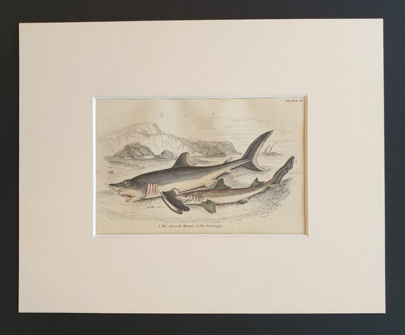The Smooth Hound, The Porbeagle - Original c1860 hand coloured fish print in mount