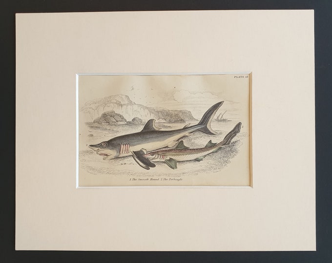 The Smooth Hound, The Porbeagle - Original c1860 hand coloured fish print in mount