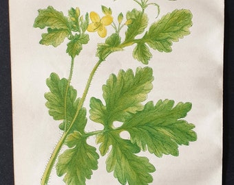 Celandine - Original 1857 poisonous plant print