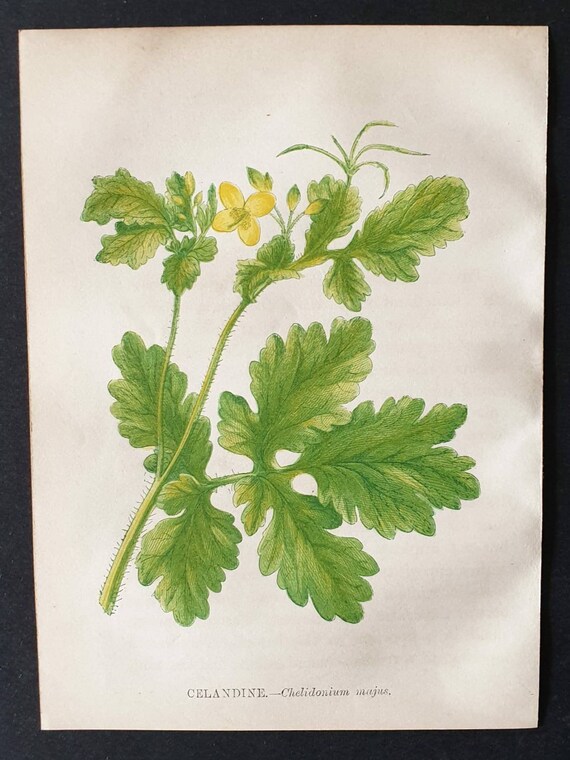 Original 1857 poisonous plant print - Celandine