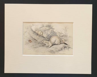 The Ermine in Winter - Original 1838 hand coloured mammalia print in mount
