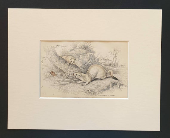 Original 1838 hand coloured mammalia print in mount - The Ermine in Winter