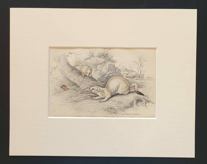 Original 1838 hand coloured mammalia print in mount - The Ermine in Winter