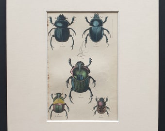 Sacred Egyptian Beetle and other Variations - Original c1860 hand coloured beetle print in mount