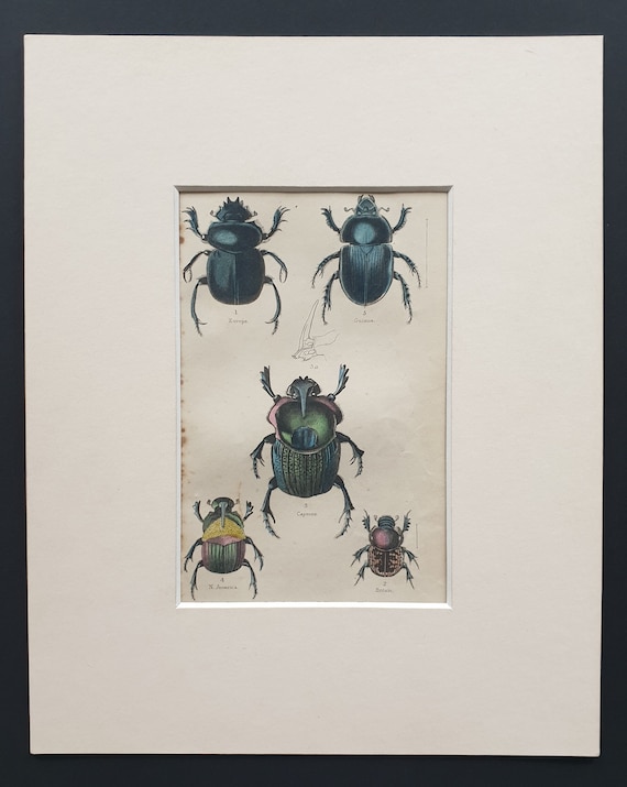 Sacred Egyptian Beetle and other Variations - Original c1860 hand coloured beetle print in mount