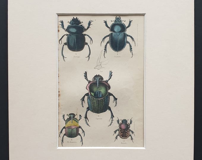 Sacred Egyptian Beetle and other Variations - Original c1860 hand coloured beetle print in mount
