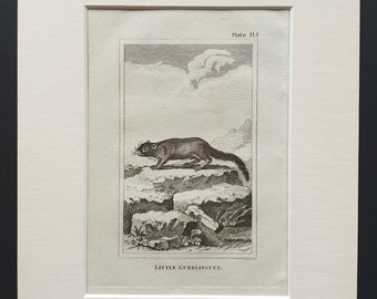 Little Guerlinguet - Original 1812 Buffon print in mount