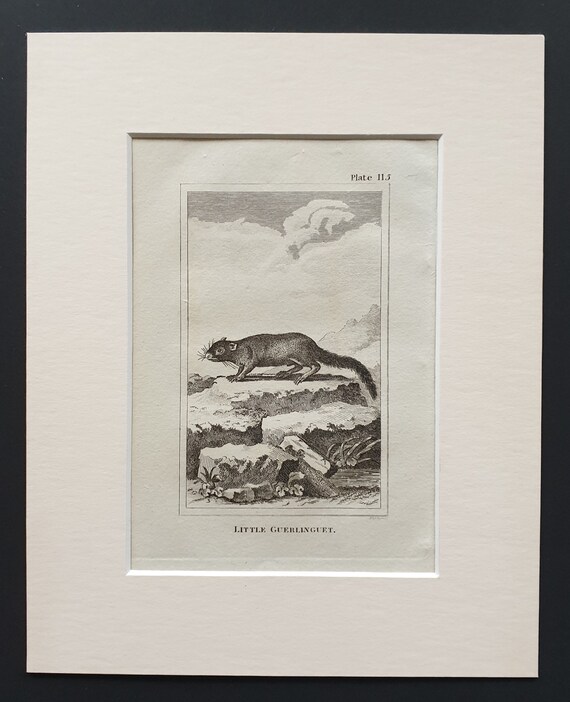 Little Guerlinguet - Original 1812 Buffon print in mount