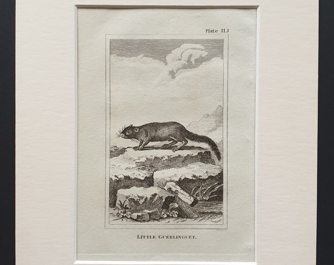 Little Guerlinguet - Original 1812 Buffon print in mount