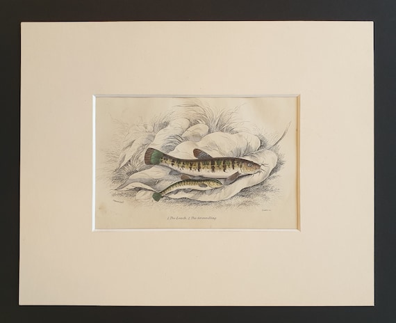 The Loach, The Groundling - Original c1860 hand coloured fish print in mount