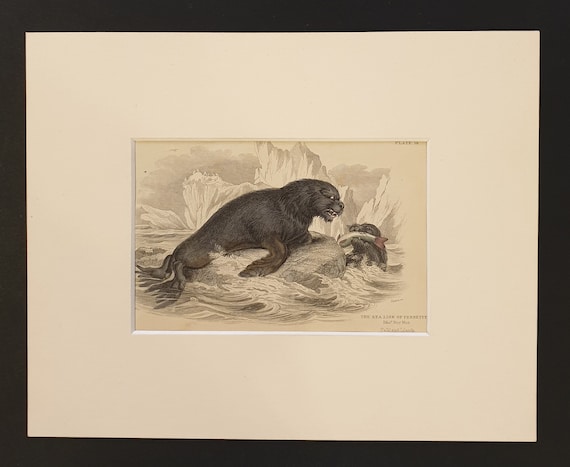The Sea Lion of Pernetty- Original 1839 hand coloured print in mount