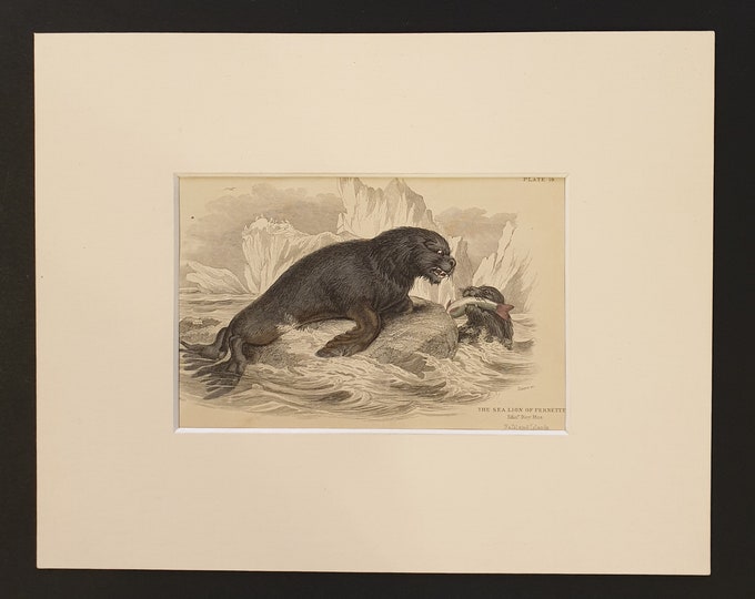 The Sea Lion of Pernetty- Original 1839 hand coloured print in mount