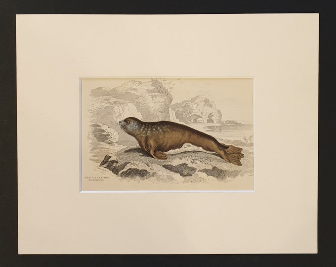 The Leopard Seal  - Original 1839 hand coloured print in mount