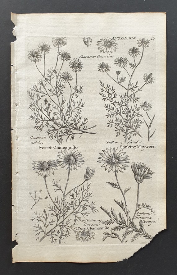 Sweet and Corn Chamaemile, Stinking Mayweed, and Oxeye - Original 1802 Culpeper engraving (47)