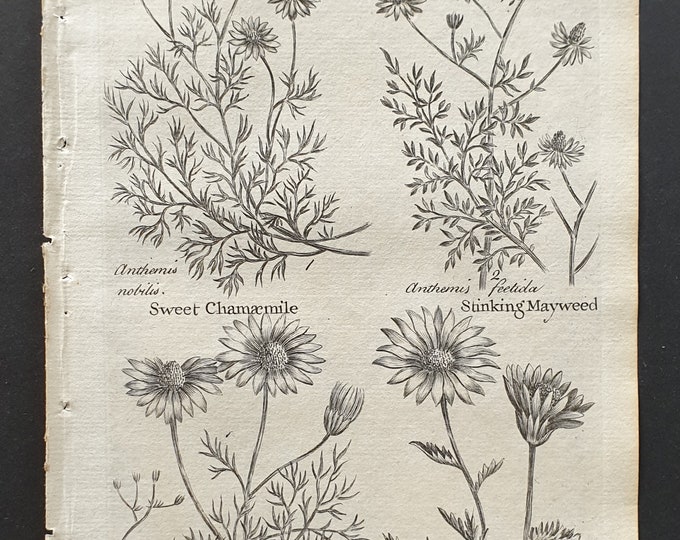 Sweet and Corn Chamaemile, Stinking Mayweed, and Oxeye - Original 1802 Culpeper engraving (47)