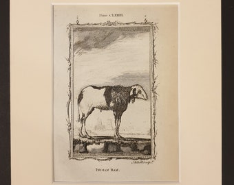 Indian Ram - Original 1791 Buffon print in mount