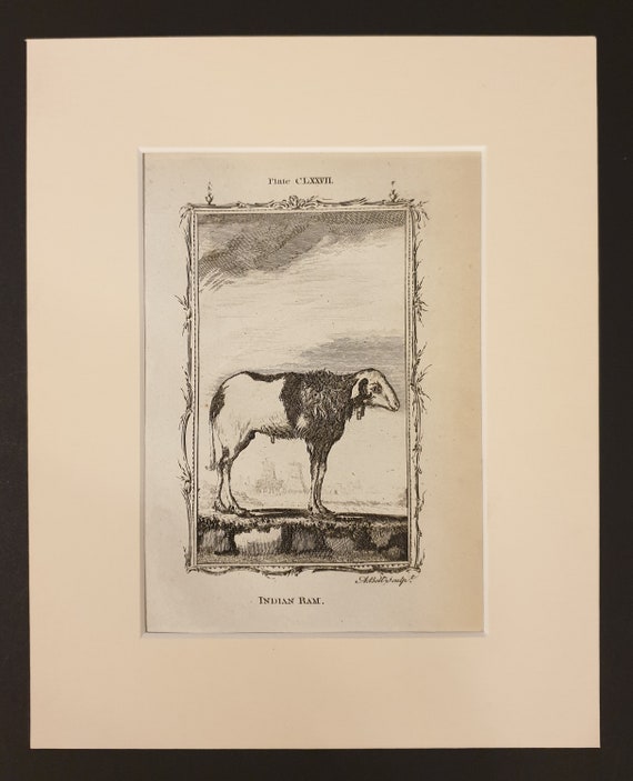 Indian Ram - Original 1791 Buffon print in mount