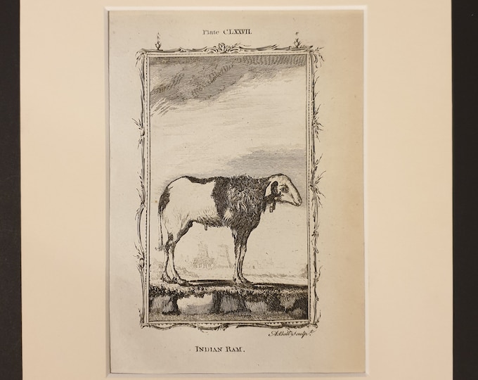 Indian Ram - Original 1791 Buffon print in mount