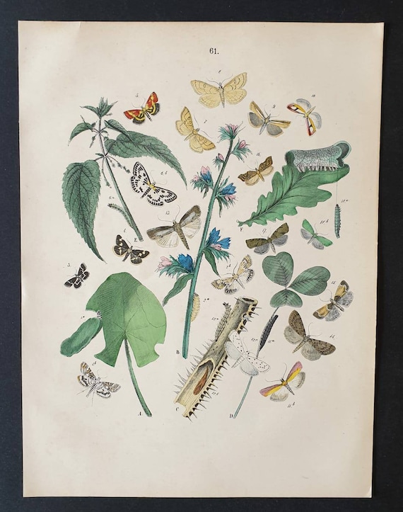 Original 1898 hand coloured Butterflies and Moths print