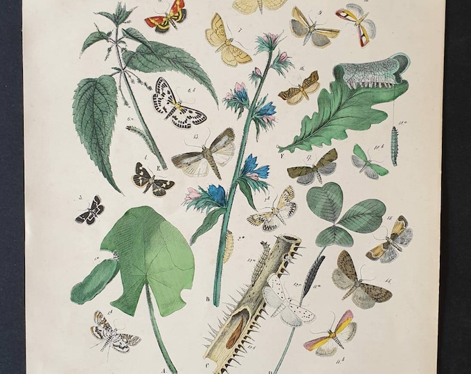 Original 1898 hand coloured Butterflies and Moths print