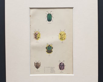 Varieties of Cassida - Original c1860 hand coloured beetle print in mount