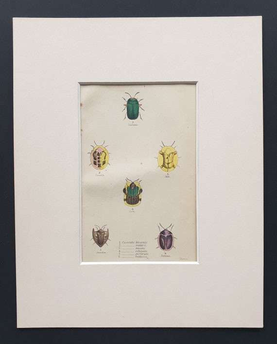 Varieties of Cassida - Original c1860 hand coloured beetle print in mount