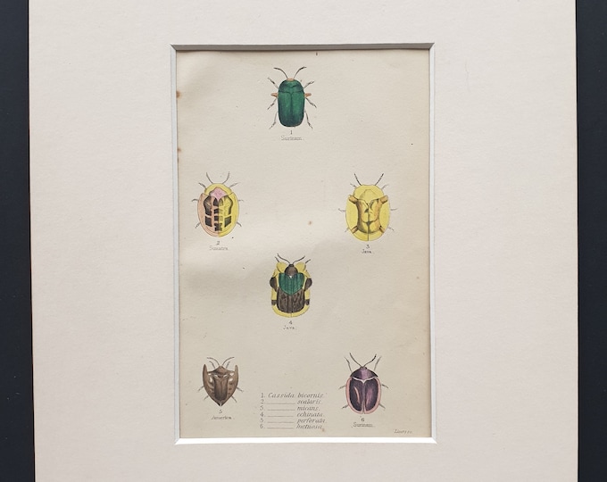 Varieties of Cassida - Original c1860 hand coloured beetle print in mount